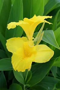 Earth Angels Canna Lily Plant CannaLilly_Plants-thumb1