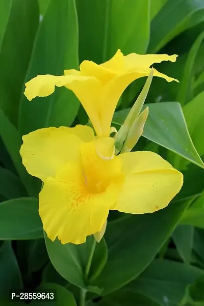 Earth Angels Canna Lily Plant CannaLilly_Plants-thumb2