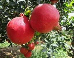 Pomegranate Plant  Pomegrante Bhagwa supar Plant-thumb2