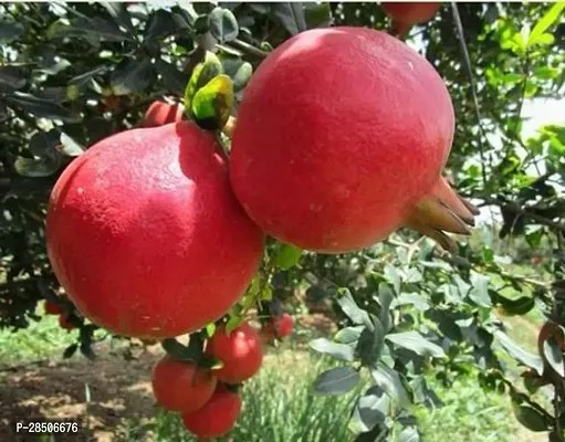 Pomegranate Plant  Pomegrante Bhagwa supar Plant-thumb3