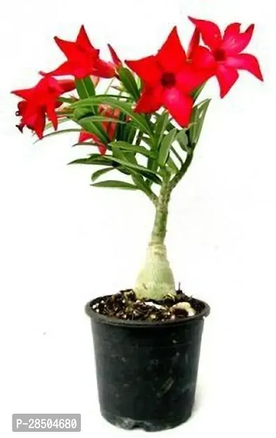 Adenium Plant  Adenium Plant  New 3-thumb0