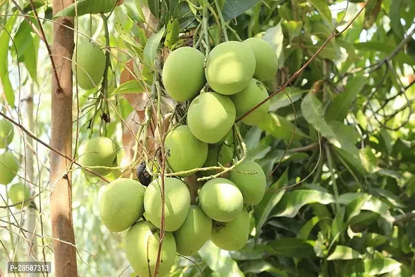 Mango Plant  Badami Mango 01-thumb0