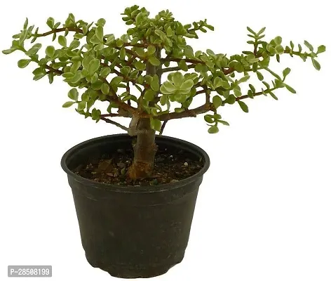 Jade Plant  Jade XNaNu11