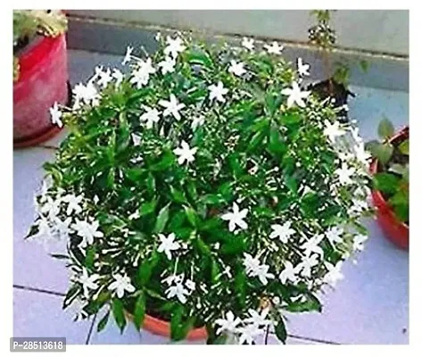 Natural Live Plant for Home Garden-thumb0