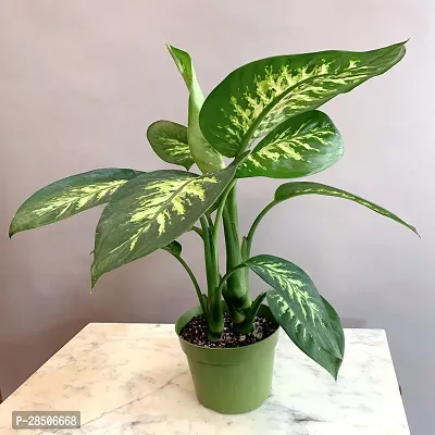 Aglaonema Plant  indoor air Dieffenbachia amoena  07