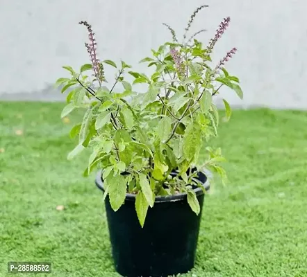 Tulsi Plant  Tulsi xnewdeb85485