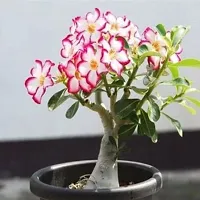 Earth Angels Adenium Plant ADENIUME PLANT-thumb1