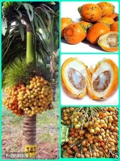 Betel NutSupari Plant  Thai Supari  Betel Nut-thumb0