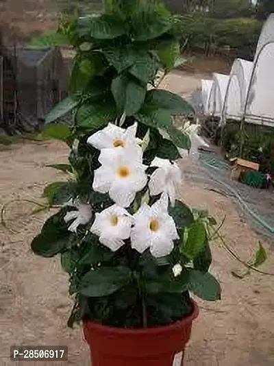 Mandevilla Plant  white Mandevilla