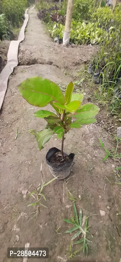 Almond Plant  Badam Indian Almond Plant-thumb3