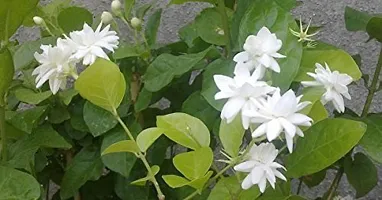 Earth Angels Jasmine Plant Jasmine Mogra Live Plant-thumb2