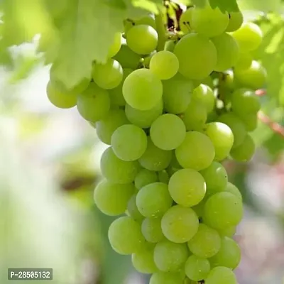 Grapes Plant  Grape Plant  74-thumb0