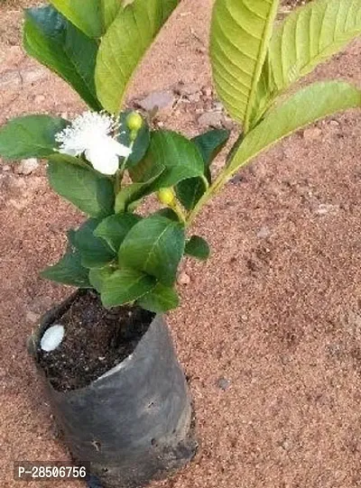 Guava Plant  Guava Red Guava Plant-thumb2