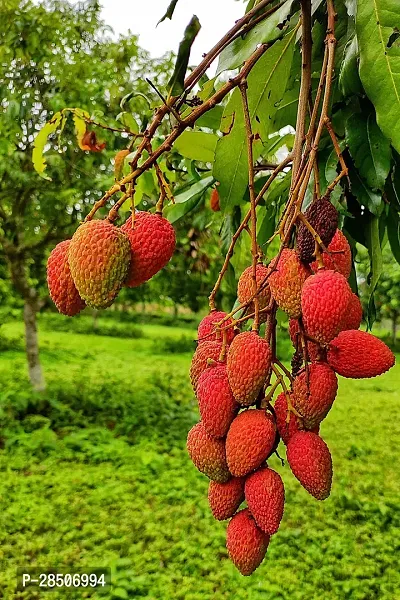 Litchi Plant  LITCHI CHILD Plant-thumb0