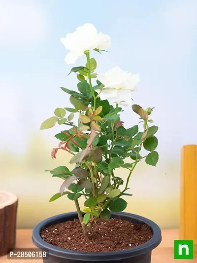 Rose Plant  WHITE ROSE 050-thumb0