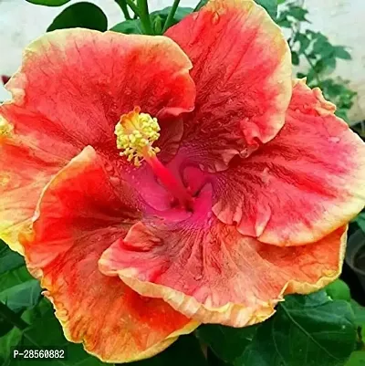 Earth Angels Hibiscus Plant Hibiscus hybrid plant-thumb0