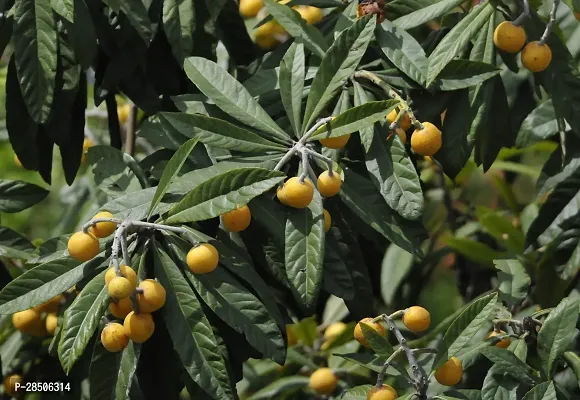 Rare Loquat Fruit Tropical Exotic Seedling Live Plant  Plant  LOQUAT4-thumb2