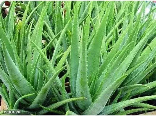 Aloe Vera Plant  Aloevera Plant  sapling pack of 2 pcs without pot-thumb0