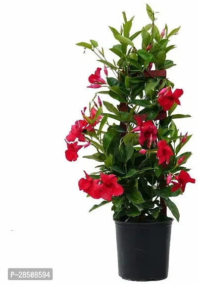 Monadenium Rubellum Bonsai Plant  Mandevilla Xnat1-thumb0