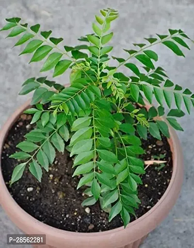 Earth Angels Curry Leaf Plant PLT-028-thumb0