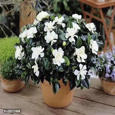 Natural Live Plant for Home Garden-thumb0