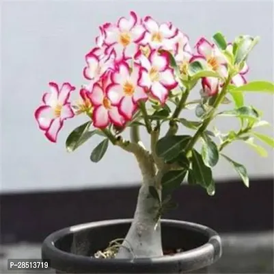 Natural Live Plant for Home Garden-thumb0