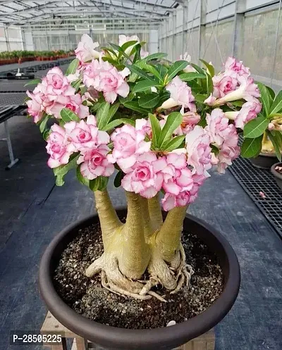 Adenium Plant  qa01