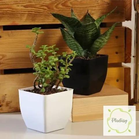 Limited Stock!! Plant & Planters 