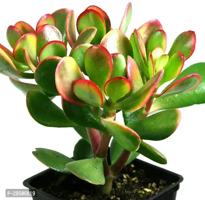 Crasulla Ovata Plant  Crassula Ovata-thumb0