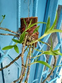 Orchid Plant  Dendrobium transparens-thumb2