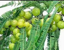 Amla Plant  Amla Model NA 10 Plant-thumb2