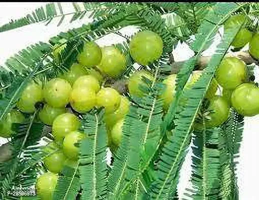 Amla Plant  Amla Model NA 10 Plant-thumb3