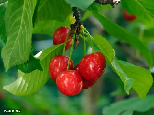 Cherry Fruit Plant  CHERRY-thumb0