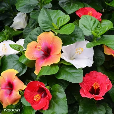 Hibiscus Plant  HIBISCUS FLOWER Plant  HP348-thumb2