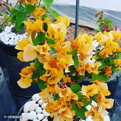 Bougainvillea Plant  YellowbougainvilleaPlant