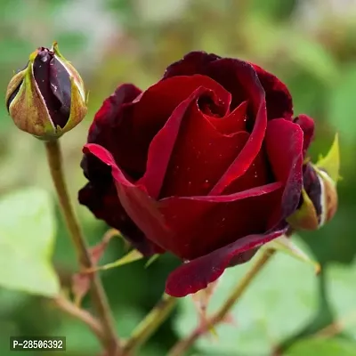 Rose Plant  MAROON RODSE BEAUTY Plant-thumb0