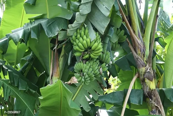 Earth Angels Banana Plant Green banana plant-thumb2