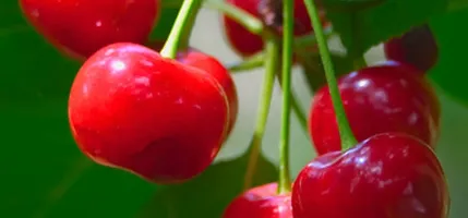 Earth Angels Cherry Fruit Plant Cherry Plant-thumb2