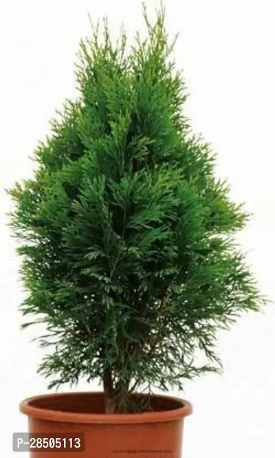 Christmas Tree Plant  Araucaria Plant  New 1-thumb0