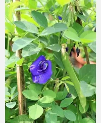 Aparajita Butterfly Pea Plant  Aparajita Plant  xnewdeb58-thumb2