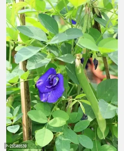 Aparajita Butterfly Pea Plant  Aparajita Plant  xnewdeb58-thumb3