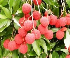 Litchi Plant  Litchi Plant kingdom191-thumb1