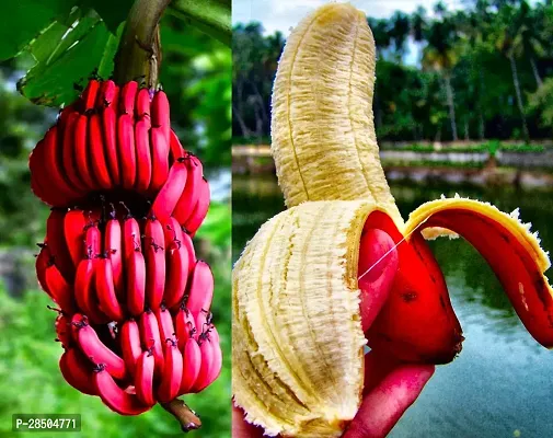 Banana Plant  Red Banana