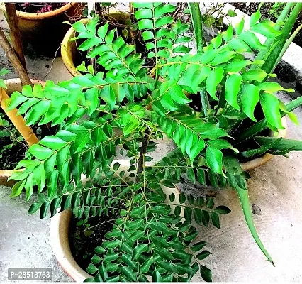 Natural Live Plant for Home Garden-thumb0