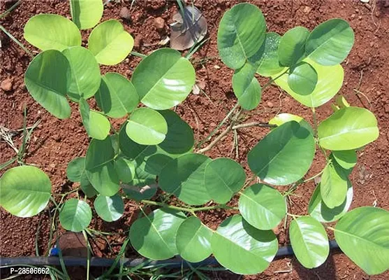 Red Sandalwood Plant  Red Sanders Plant-thumb2