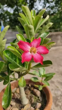 Earth Angels Adenium Plant ADENIUM PLANT AAWW45-thumb1