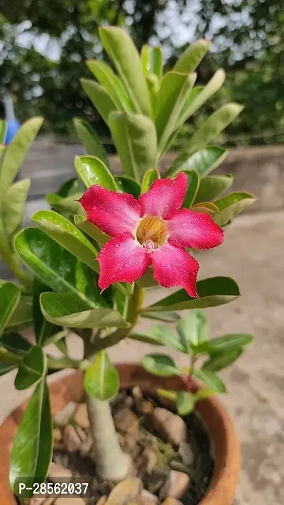 Earth Angels Adenium Plant ADENIUM PLANT AAWW45-thumb2