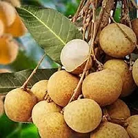 Litchi Plant  Longan  Litchi   Plant-thumb1