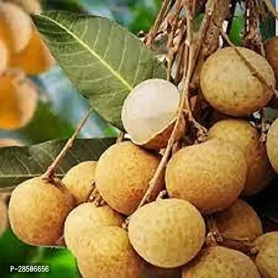 Litchi Plant  Longan  Litchi   Plant-thumb2