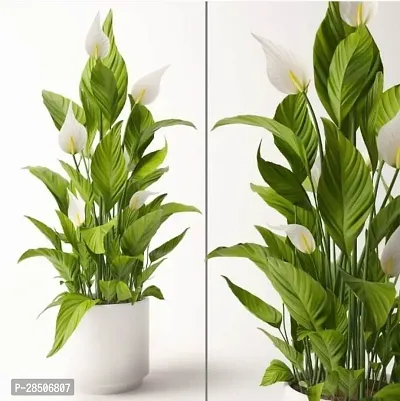 Peace Lily Plant  Peace Lily Plant  Aa 02-thumb0